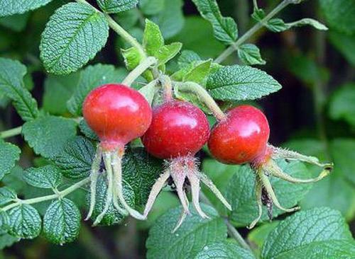 Чистка печени изюмом в домашних условиях. Отвар из изюма – очистка печени и сосудов, а также вкуснейший витаминный напиток 04 Чистка печени изюмом в домашних условиях. Отвар из изюма – очистка печени и сосудов, а также вкуснейший витаминный напиток 04