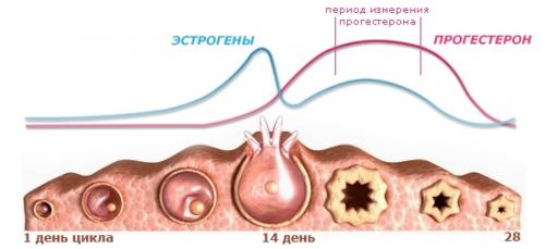 Почему болит грудь в середине цикла. Естественные изменения в тканях груди