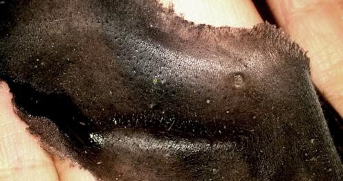 Как сделать пленку от черных точек. Популярные рецепты черной маски