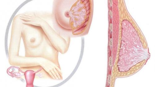 Почему перед месячными болит грудь и набухает. За сколько до менструации набухает грудь