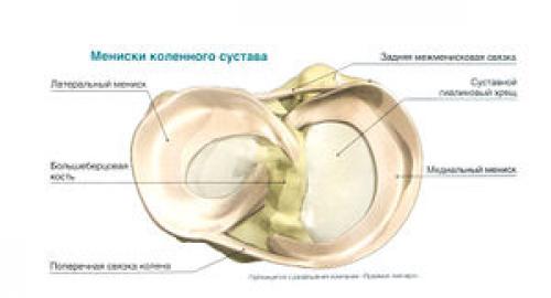 Суставы по форме суставных поверхностей. Классификация суставов и их общая характеристика 03