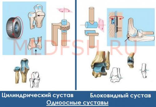 Простые и сложные суставы примеры. Классификация суставов и их общая ...