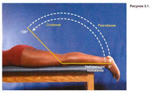 Суставы по форме суставных поверхностей. Классификация суставов и их общая характеристика 02