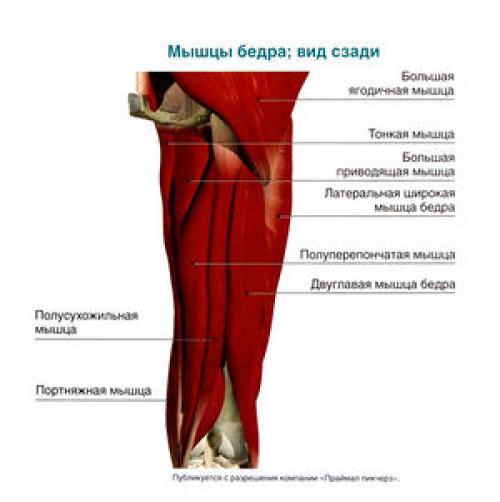 Суставы по форме суставных поверхностей. Классификация суставов и их общая характеристика 04