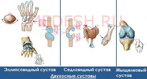 Простые и сложные суставы примеры. Классификация суставов и их общая ...