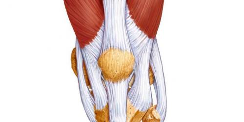 Связки коленного сустава. Поврежденини связок коленного сустава, диагностика и тактика лечения