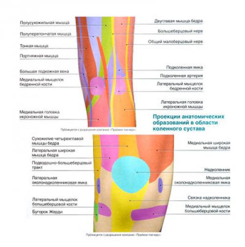 Суставы по форме суставных поверхностей. Классификация суставов и их общая характеристика 05
