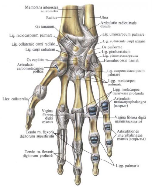 Лучезапястный сустав. 