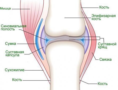 Лечить суставы народными средствами. Лечение суставов народными средствами в домашних условиях