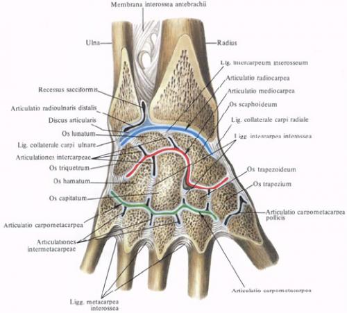 Лучезапястный сустав. 