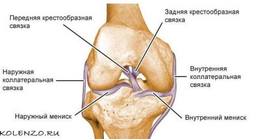 Передняя крестообразная связка разволокнена. Крестообразная связка коленного сустава: анатомия, травмы, лечение
