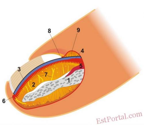 Структура пальца с ногтем. Анатомия и физиология ногтя