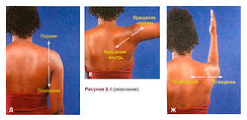 Вращение вокруг своей оси при поднятии плеча. Плечо, плечевой пояс и плечевой сустав 04