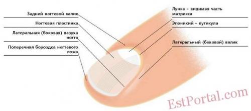 Структура пальца с ногтем. Анатомия и физиология ногтя