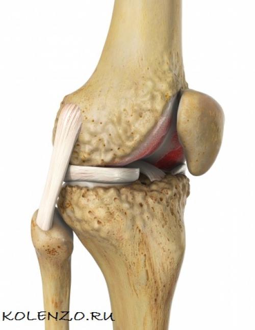 Коленный сустав. Эффективные средства от боли в коленном суставе