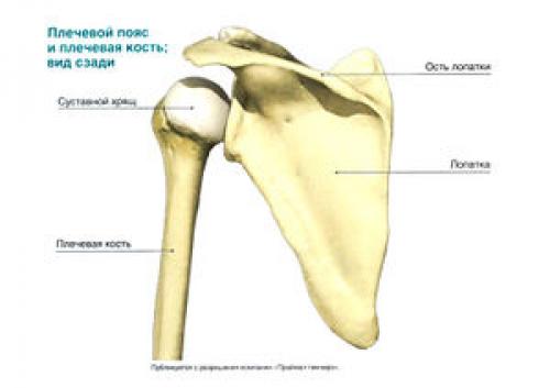 Вращение вокруг своей оси при поднятии плеча. Плечо, плечевой пояс и плечевой сустав 01
