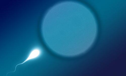 Растительные заменители женских гормонов. Эффект фитоэстрогенов