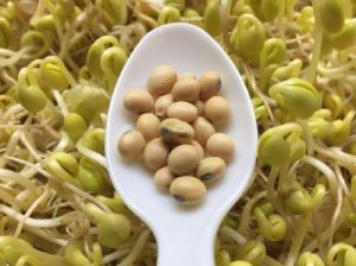 Растительные аналоги женских гормонов. Механизм действия фитогормонов