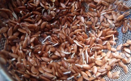 Пророщенные семена льна польза и вред советы врачей. Как прорастить семена льна