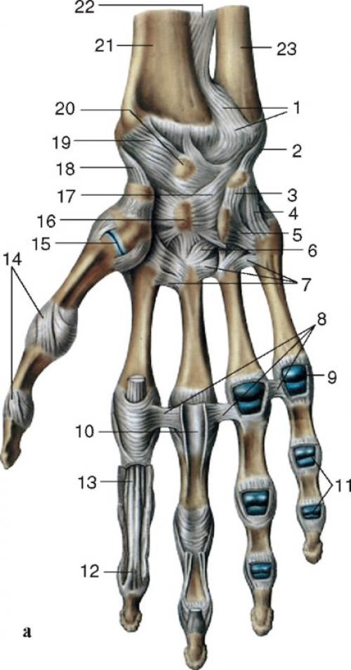 В межфаланговом суставе осуществляется. Особенности строения 03