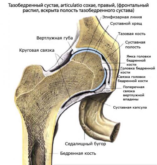 Тазобедренный сустав мышцы. Анатомия тазобедренного сустава, мышцы и связки, обеспечивающие его движение