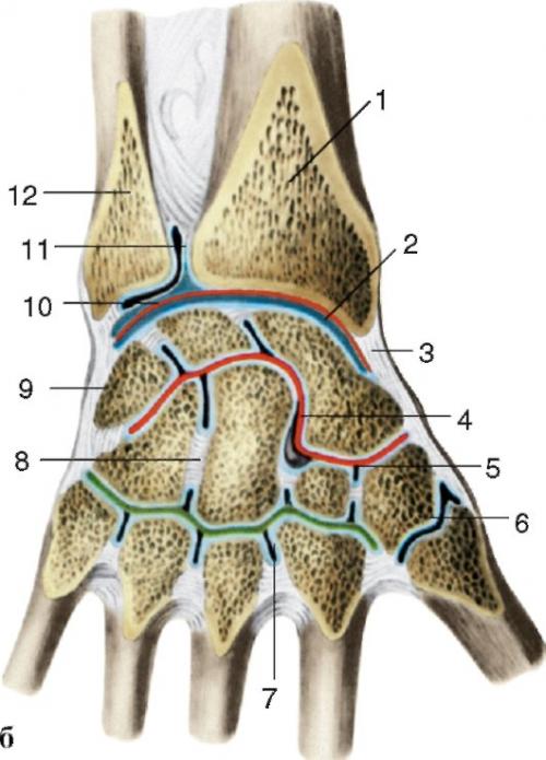 В межфаланговом суставе осуществляется. Особенности строения 04