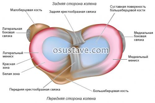 Как лечат мениск в колене. Что такое мениск коленного сустава, возможные повреждения, их причины и лечение