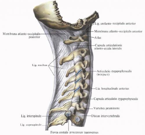 Все связки человека анатомия. Связки позвоночного столба, функции, строение.