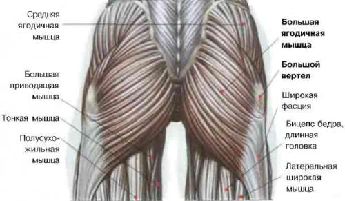 Тазобедренный сустав мышцы. Анатомия тазобедренного сустава, мышцы и связки, обеспечивающие его движение