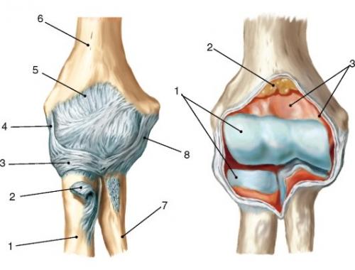 Название сустава образующие кости форма сустава возможные движения таблица. Классификация суставов и их общая характеристика 01