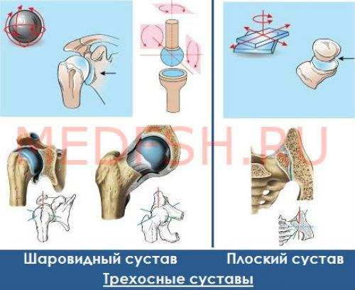 Примеры плоских суставов. Классификация суставов