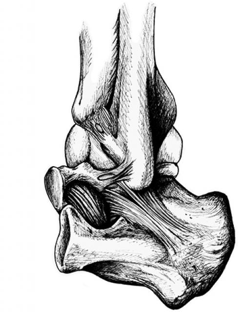 Все суставы человека