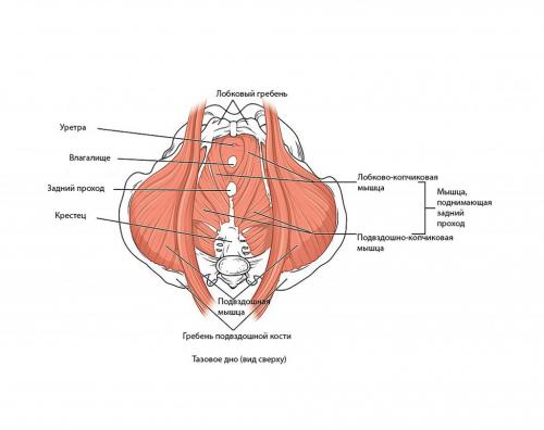 Лобковый симфиз. Клинически значимая анатомия