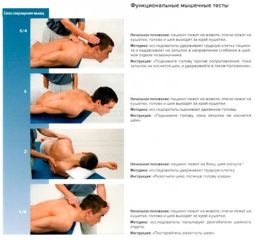 Запястно пястный сустав первый. Запястно-пястные суставы кисти 06 Запястно пястный сустав первый. Запястно-пястные суставы кисти 06