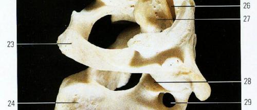 Атлантоосевой сустав функция. Атлантоосевые сочленения