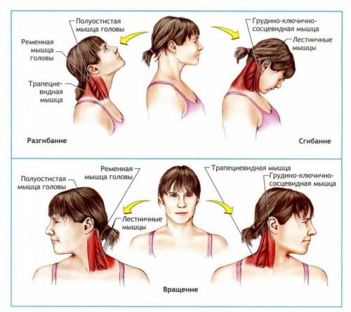 Сколько восстанавливаются связки. Сколько длится период восстановления? 03 Сколько восстанавливаются связки. Сколько длится период восстановления? 03