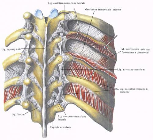 Пояснично-реберная связка. Реберно-позвоночные суставы