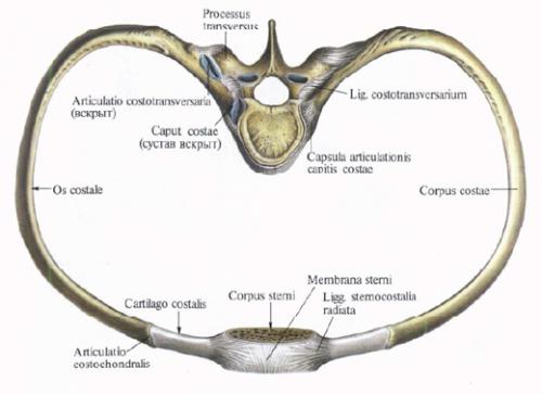 Пояснично-реберная связка. Реберно-позвоночные суставы