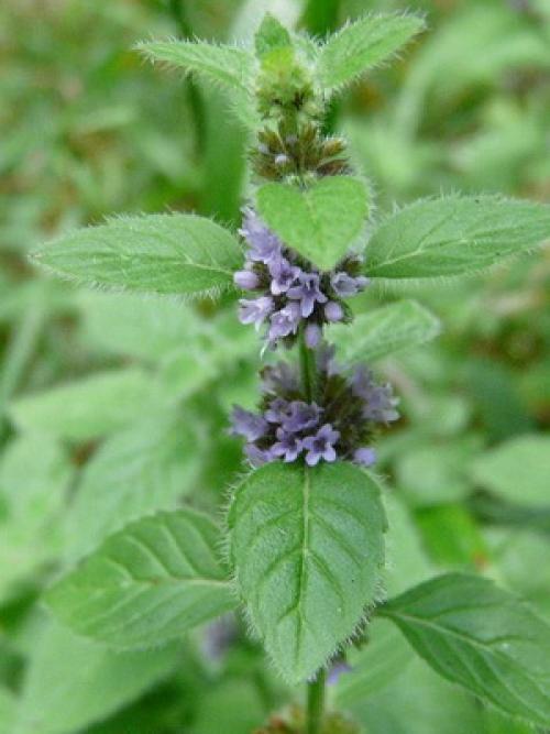 Мята полевая лечебные свойства. Мята полевая