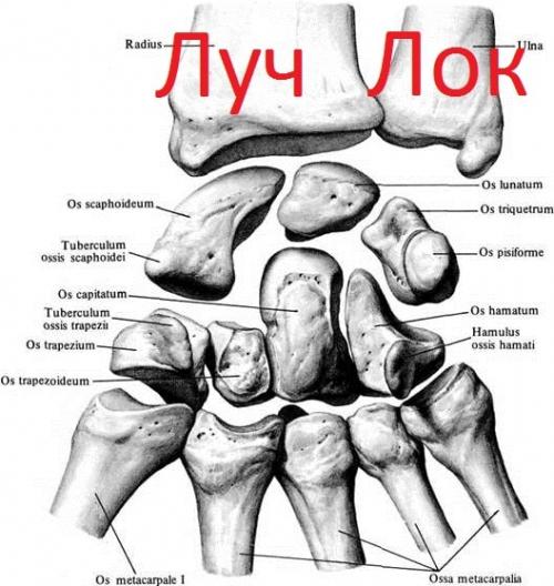Строение кисти правой руки. Анатомия кисти. Строение костей кисти.