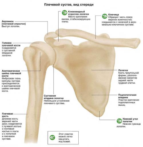 Таблетки от боли в плечевом суставе. Что такое плечевой сустав
