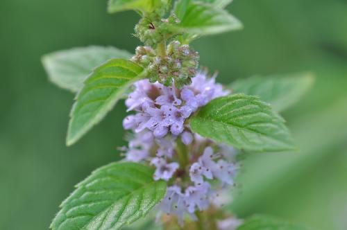 Мята полевая лечебные свойства. Мята полевая