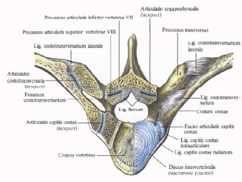 Пояснично-реберная связка. Реберно-позвоночные суставы