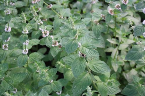 Мята полевая лечебные свойства. Мята полевая