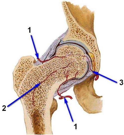Асептический некроз таранной кости. Лечение некроза таранной кости голеностопного сустава в Москве 01 Асептический некроз таранной кости. Лечение некроза таранной кости голеностопного сустава в Москве 01