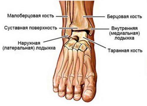 Артрит голеностопного сустава. Общие сведения