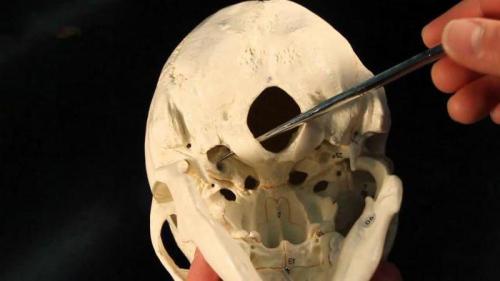 Суставы человека анатомия таблица. Блоковидный сустав 09