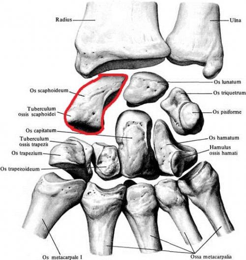 Строение кисти правой руки. Анатомия кисти. Строение костей кисти.