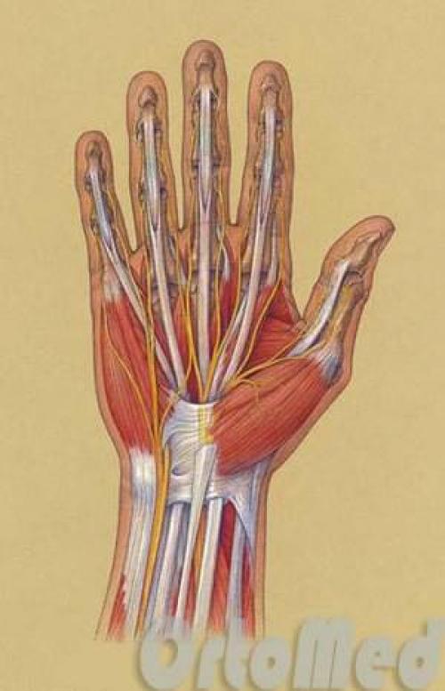 Строение пальца человека. Особенности строения 11 Строение пальца человека. Особенности строения 11