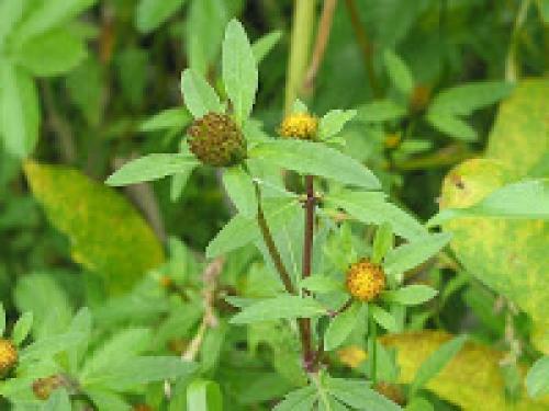 Ванны лечебные для детей. Ванны с Травами для Детей.